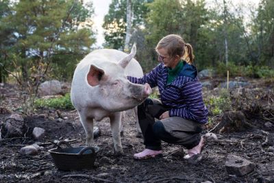 Ronja Brenner hoitamassa porsasta ulkona.