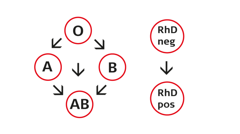 Yksinkertainen grafiikkaa punasolujen siirtosäännöistä.