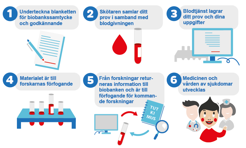 Infografik om hur man kan ansluta sig till Blodtjänst biobank.